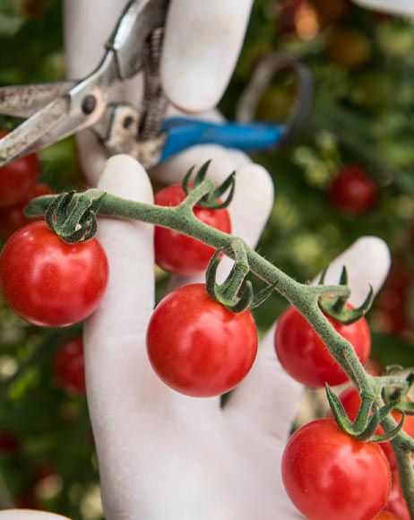 pomodori Dorilli